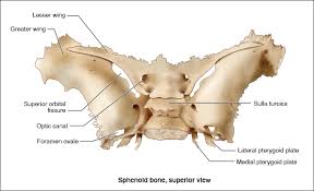 Image result for Sphenoid Bone