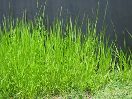 Image result for Acroceras zizanioides