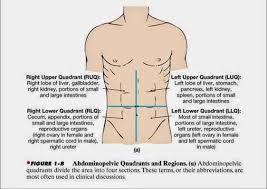 9 anatomical quadrants, anatomical quadrants and regions, anatomical quadrants of the abdomen, anatomical quadrants of the body, four abdominal quadrants, human anatomy. What Organs Are In The 9 Abdominopelvic Regions