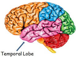 Image result for Temporal Lobe