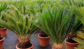 Tanaman ini memiliki nama latin equisetum hyemale, tanaman ini memiliki sekitar 25 spesies di alam liar, bambu ini cukup populer bagi para pecinta tanaman hias sehingga banyak orang yang membudidayakannya, berbeda dengan jenis bambu biasa ukuran bambu air ini hanya 3 meter saja. 8 Daftar Jenis Tanaman Hias Batang Bisa Percantik Rumahmu