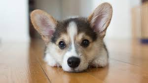 The limit is your creativity. Corgi Puppies Cute Pictures And Facts Dogtime