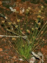Image result for Bulbostylis trabeculata