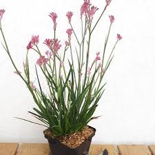 Image result for Anigozanthos