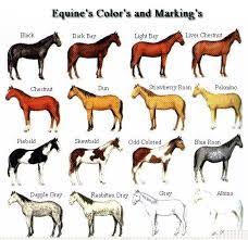 Horse Breed Descriptions