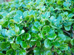 Image result for Coprosma