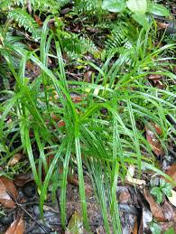 Image result for Scleria sp.no.1