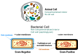 Bakteri gram positif adalah bakteri yang dinding selnya menyerap warna violet dan mempunyai lapisan peptidoglikan yang tebal. The Prototype Bacterial Cell