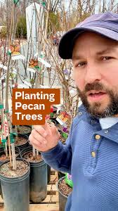 What other fruit or nut trees would you like for me to talk about? 🌳🥜  Drop your requests below! ⬇️When planting a pecan tree, getting the depth  just right is crucial for a strong start! Pecans develop ...