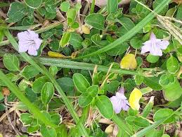 Image result for Ruellia patula