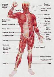 Fun facts about human body muscles for kids · voluntary muscles are those that you choose to move. Simple Muscle Anatomy Simple Muscle Diagram For Kids Label The Major Muscles Human Muscle Anatomy Human Body Muscles Muscle Diagram