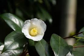 白い花が咲く木45選を季節ごとに紹介 木の名前がわかります Lovegreen ラブグリーン