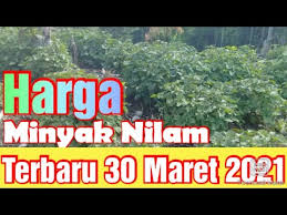 Harga minyak jatuh di atas tiga persen dan membukukan penurunan mingguan terbesar sejak juni karena kekhawatiran pemulihan ekonomi yang lambat. Harga Minyak Nilam Hari Ini Tanamannilam Youtube
