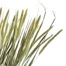 Image result for Setaria