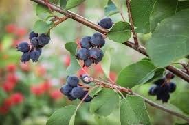 Image result for indiánská borůvka obrázek