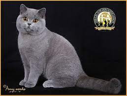 The most amazing and kind cat in the world. Photos Of The Top British Shorthairs For The Show Season 2014 2015 British Shorthair Cats British Shorthair Pretty Cats