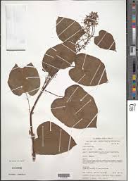 Image result for Cissus humbertii