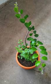Ia adalah sejenis tanaman yang tergolong dalam keluarga rhamnaceae yang menghasilkan buah yang manis dan disukai oleh ramai peminat. Bidara Plant Furniture Home Living Gardening Plants Seeds On Carousell