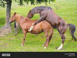 Horse mare sex