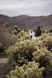 Choose from a wide range of similar scenes. Cholla Cactus Garden Joshua Tree National Park