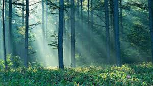 Forest Wallpapers Desktop Background Jllsly Forest Wallpaper Desktop Wallpapers Backgrounds Nature Backgrounds