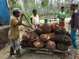 Macd pada line biru memotong garis merah. Ini Faktor Eksternal Naiknya Harga Tbs Sawit Di Riau Periode 20 26 Januari 2021 Riau1 Com