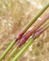 Image result for Festuca chodatiana