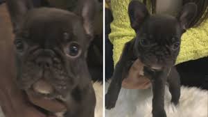 French bulldog cost more money then english bulldog just because they smallest, smartest and obediently! Woman Steals French Bulldog Puppy From Breeders In Peoria Youtube