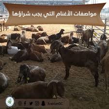 وقفتها سليمة ومرفوعة الرأس الحركة والنشاط سلامة العيون وعدم وجود أي دموع فيها صوفها ذو لون طبيعي سلامتها من الأمراض الجلدي animals animal feed arabians