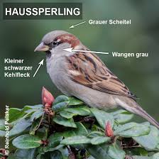 Bildergebnis Fur Buntspecht Weibchen Mannchen Unterschied Haussperling Sperling Spatz