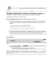 Um.ok then i will change me answer. Chicken Gizmo Docx Name Date Student Exploration Chicken Genetics Vocabulary Allele Codominance Dominant Genotype Heterozygous Homozygous Phenotype Course Hero