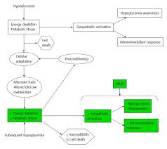 Mechanisms Of Hypoglycemia Unawareness And Implications In