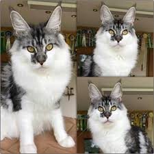 The cheapest offer starts at £8. Pin On Maine Coon