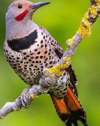 Shine with a wavering light: Art Lander S Outdoors Northern Flicker A Frequent Winter Visitor To Kentucky S Backyard Bird Feeders Nkytribune