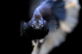 Betta fish do best in tanks that include a filter. Betta Fish Flare Things You Need To Know About It Betta Source