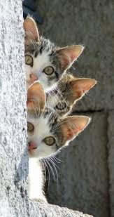 Edes Cicak Szuper Kepek Es Mondatok A Macskakrol In 2020 Pretty Cats Cute Cats Cats