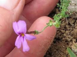 Image result for Jamesbrittenia