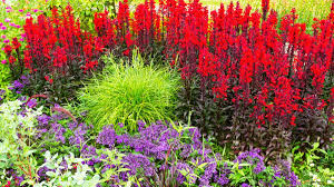 Image result for foto Lobelka