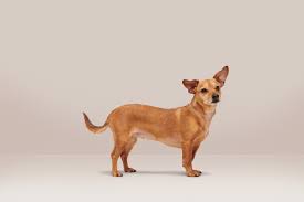 Image result for chihuahua big obesity