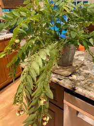 Image result for Maerua buxifolia