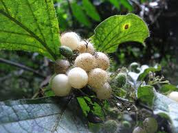 Image result for Cordia torrei