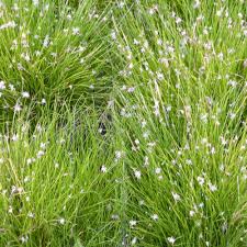 Image result for Eleocharis variegata