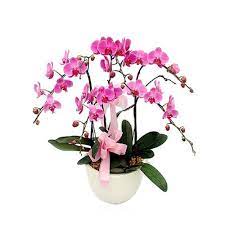 Daftar harga pohon anggrek terbaru juli 2021. Gambar Rangkaian Bunga Anggrek Bulan Rangkaian Anggrek Bulan Murah Harga 1 Juta Toko Bunga Murah Kara Buy Flowers Online Order Flowers Online Anggrek Bulan