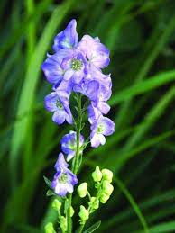 Pin On Garden Rabbit Resistant Plants
