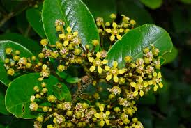 Image result for Malpighiaceae