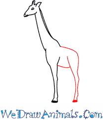 I hope you are learning how to draw a giraffe. How To Draw A Giraffe