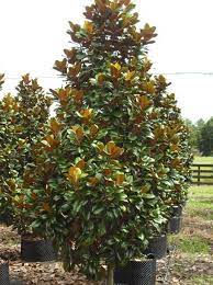 Buy this plant from 2 gardenality business profiles ». Magnolia Teddy Bear 200l Hello Hello Plants Garden Supplies