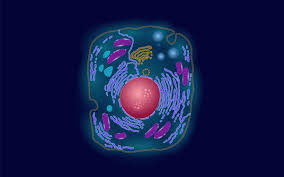 Cows, chickens, horses, pigs, sheep, etc. Cell Structure Biology Dictionary