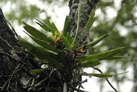 Image result for Cyrtorchis arcuata