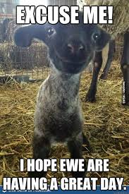 Encouraging Meme 3 Pun Lamb Memes Jpg 599 897 Happy Animals Cute Baby Animals Cute Animals